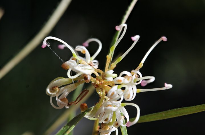 G. parviflora - Rankin Park