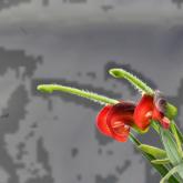 G. montana - Werakata - Gibsons Loop